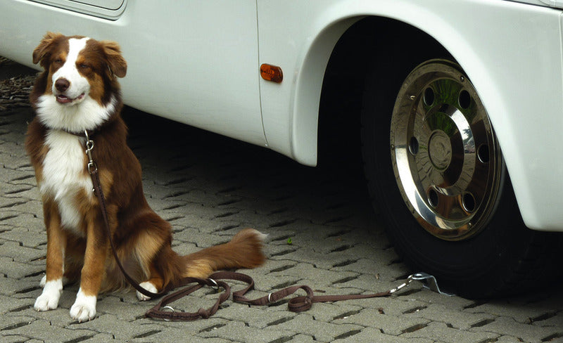 Linnepe Dog-Sitter